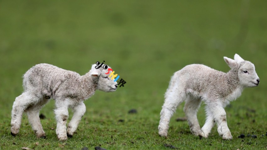 chatty newborn lamb steals hearts