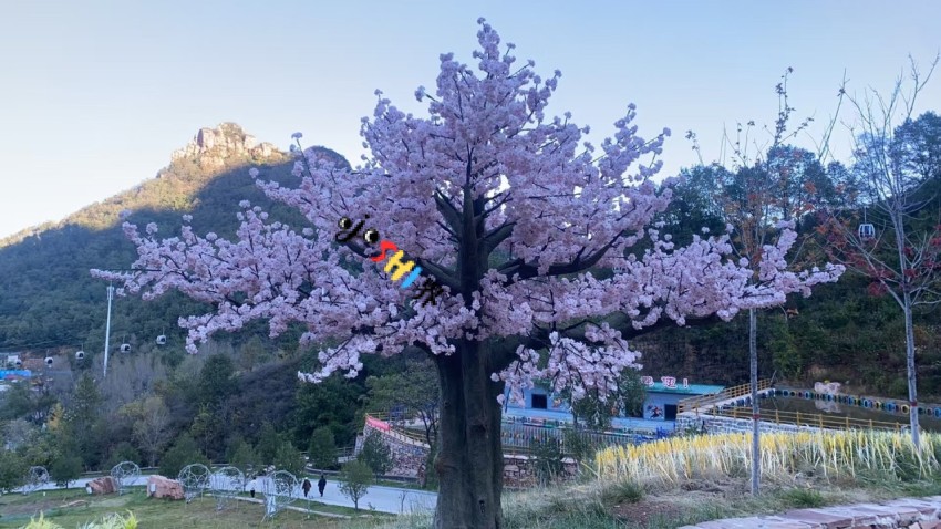 梅花树